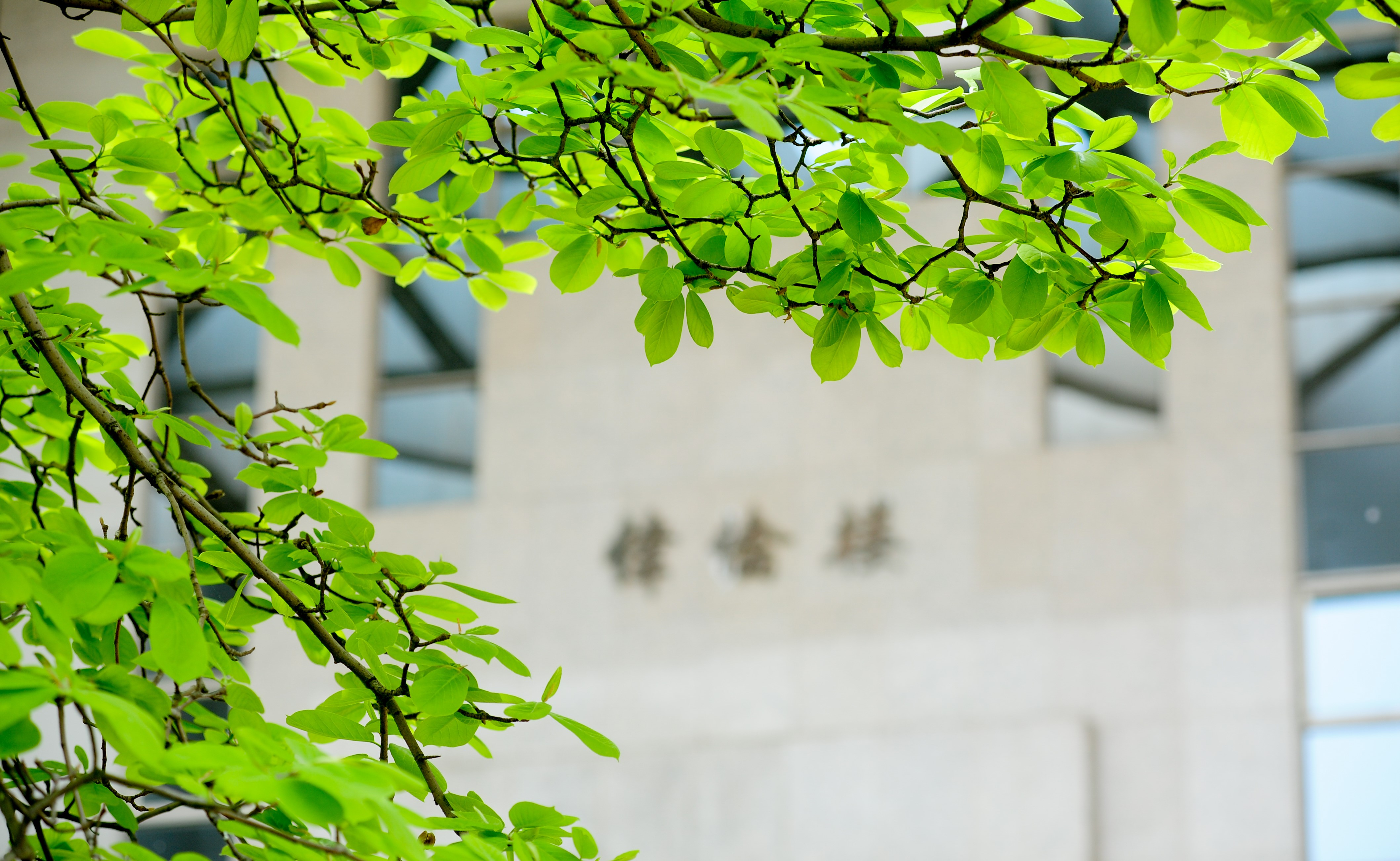 大发彩票平台