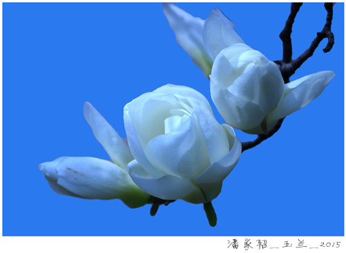 大发彩票平台